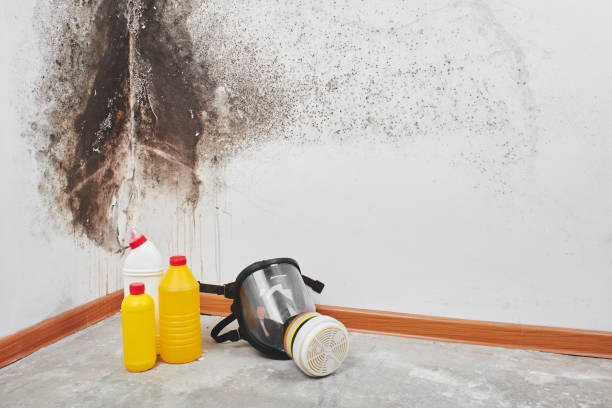 Best Office Mold Removal Services  in Denison, IA