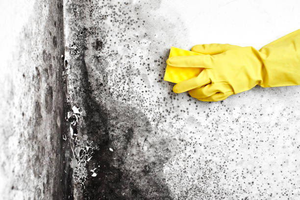 Mold Testing and Removal in Denison, IA