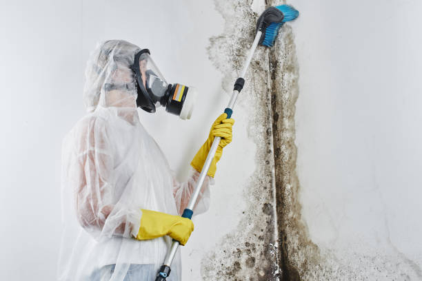 Best Certified Mold Removal  in Denison, IA