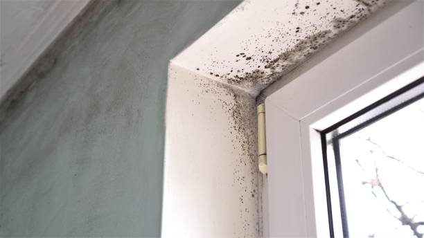Best Attic Mold Removal  in Denison, IA