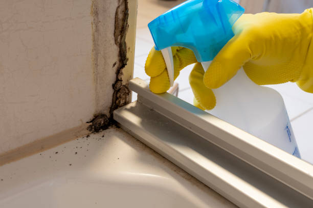 Attic Mold Removal in Denison, IA