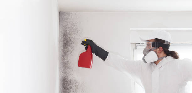 Best Mold Damage Repair  in Denison, IA