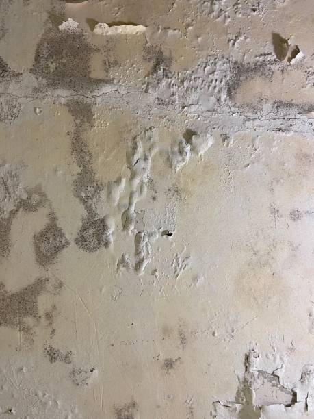 Best Toxic Mold Removal  in Denison, IA