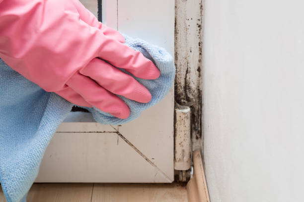 Best Affordable Mold Removal  in Denison, IA