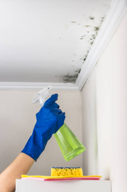 Best Commercial Mold Removal  in Denison, IA
